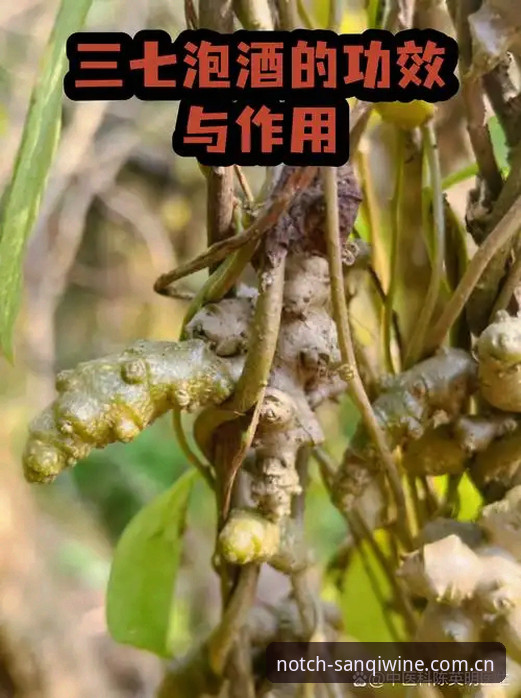 三七泡酒中国首页安全吗 三七泡酒中国首页安全检测:从下载到数据查询完整操作教程
